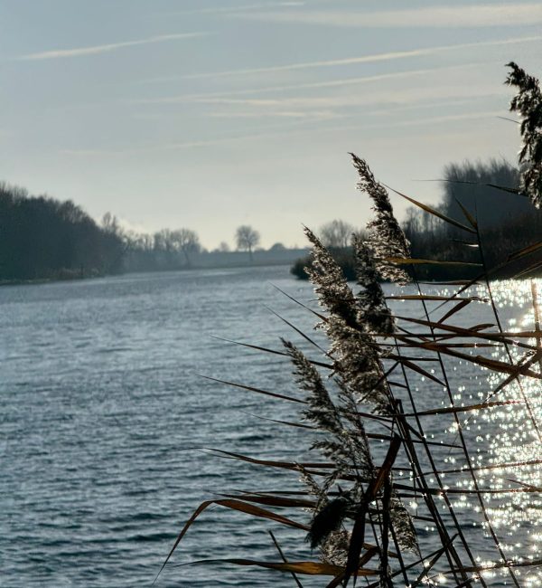 Veerse-kreek-riet